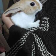 ماده سفیدونسکافه ای