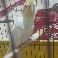 عروس هلندی لتینو نر سالم باهوش بازیگوش