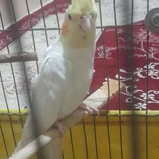 عروس هلندی لتینو نر سالم باهوش بازیگوش