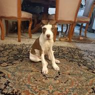 واگذار سگ پیتبول 2ماه