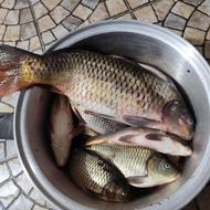 سفارش ماهی تازه