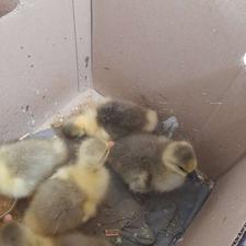 فروش جوجه غاز