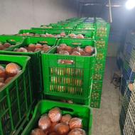 پرتقال تامسون نایلون پیچ شده