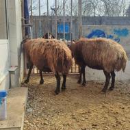 گوسفند ماده کشتاری چاق مخصوص کشتار