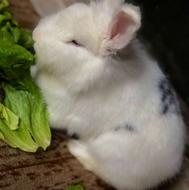 خرگوش نر لپ