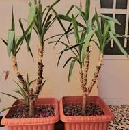 گل یوکا سه شاخه