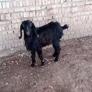 فروش بزغاله وزنش حدود 18کیلو