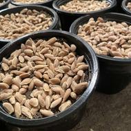 تخم نارنج22کیلو