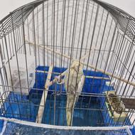 عروس هلندی .