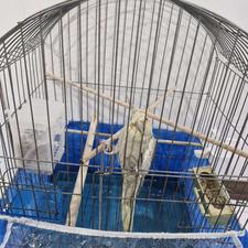 عروس هلندی .