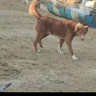 توله برای گوسفند و دامداری واگذار