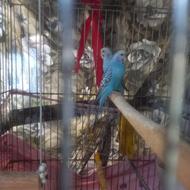 یک جفت مرغ عشق