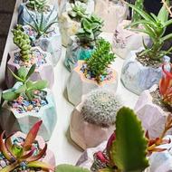 حراج گل و گلدان 35 تومن