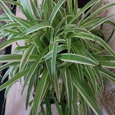 گل گندمی.الورا.اشک تمساح.ارغوان