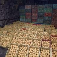 پرتقال خونی محلی ونارنج