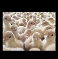 فروش جوجه بوقلمون بیوتی