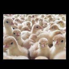 فروش جوجه بوقلمون بیوتی