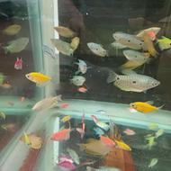 گورامی و کالر آبی زرو دوخال سوپر سایز