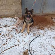 واگذاری ژرمن شپرد اصیل