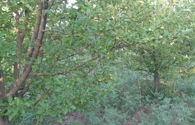 باغ میوه سنتی 15 ساله فول امکانات معاوضه بااسقاطی