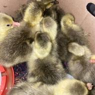 جوجه غاز 3 روزه