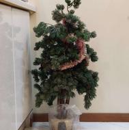 درخت کریسمس کاج