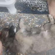 واگذاری پامر اشپیتز خرسی