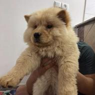 واگذاری چاو چاو بلوطی