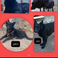 سگ ژرمن ماده واگذاری