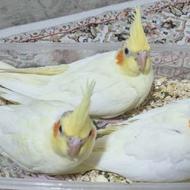 عروس هلندی لوتینو