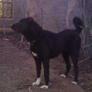 واگذاری سگ سرابی