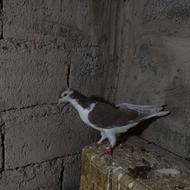 کفتر طوقیع وپنگونی