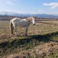 6راس اسب نریان