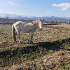 6راس اسب نریان