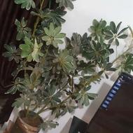 ختم کامل قرآن کریم وقبل نمازوروزه