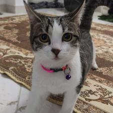 واگذاری‌ گربه dsh ماده