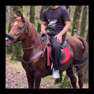 اسب شش دانگ ارام