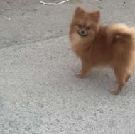 پامرانین واگذاری