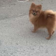 پامرانین واگذاری