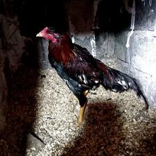 خروس لاری اصل