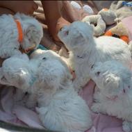 سفید پوووودل واگذاری