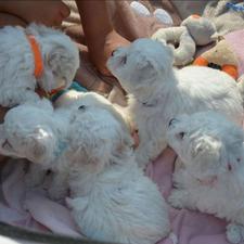 سفید پوووودل واگذاری