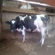 گاو داشتی شیری