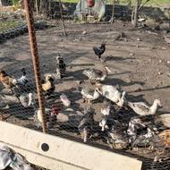 اوردک روسی فروشی