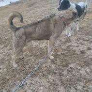 سگ عراقی درجه یک واگذار