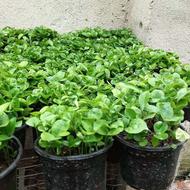 سبزه ی نارنج