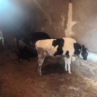 گوساله ماده