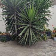 گل سیگاس سالم چندتا