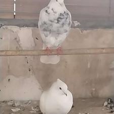 فروش کبوتر جفت