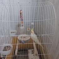 عروس هلندی ازبهترین نژاد نروماده